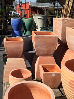 large pots outdoors at Westbrae